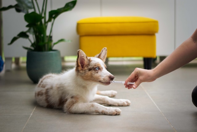 PetMeds: The Hidden Cost Cutting Opportunities That Could Drive A Return To Profitability
