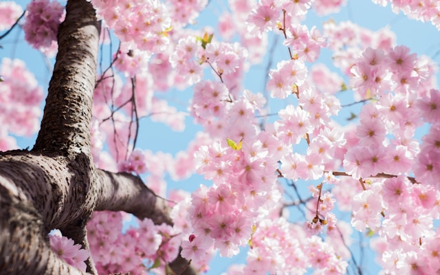 3 Dividend Growth Stocks For Spring 2026