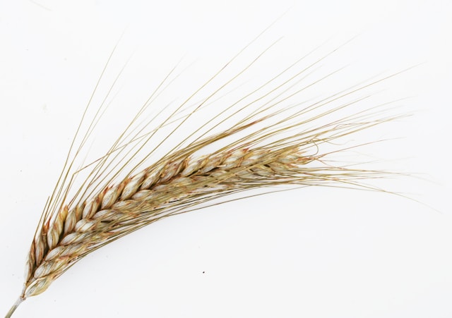 Grains Report - Friday, May 29