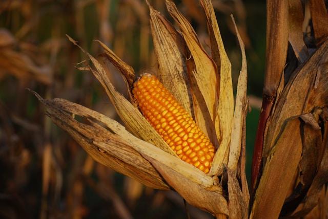 Iran-Israel Trade Strikes - The Corn & Ethanol Report