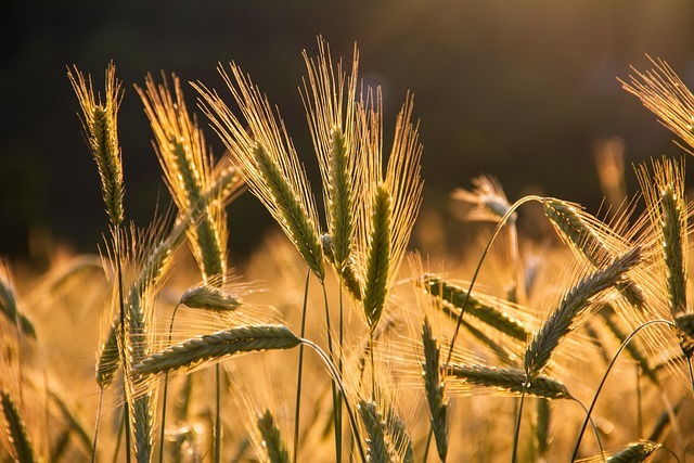 What Will Finally Light Up The Grain Markets?