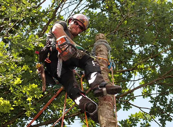 tree-removal-services.png