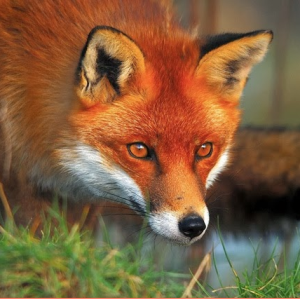 The Wall Street Fox